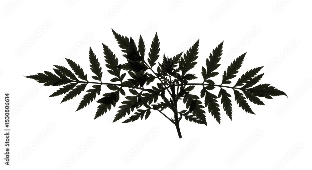 Fototapeta premium Silhouette of a Fern Leaf with Intricate Details on a White Background