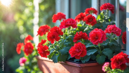 Wallpaper Mural Balcony flowers, a small garden featuring geranium blossoms. Torontodigital.ca