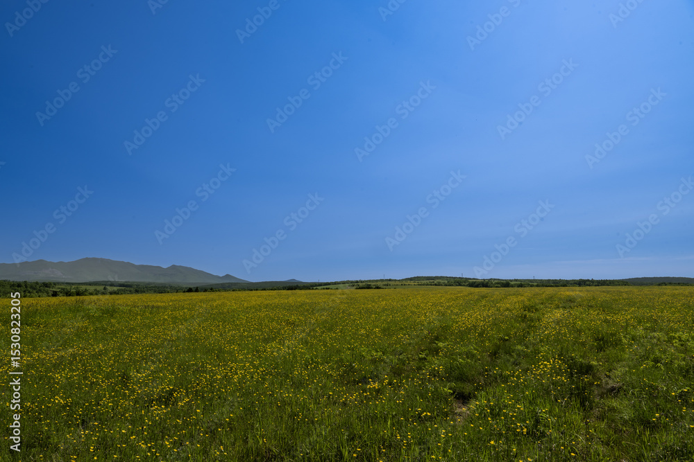Fototapeta premium a field of yellow flowers with a blue sky