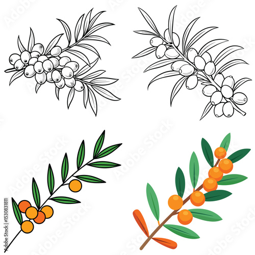 Sea Buckthorn vector illustration isolated on white background.