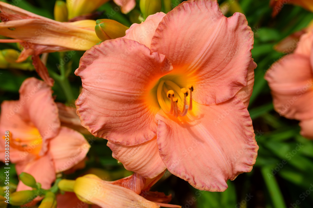 Fototapeta premium macro images of a daylily flower