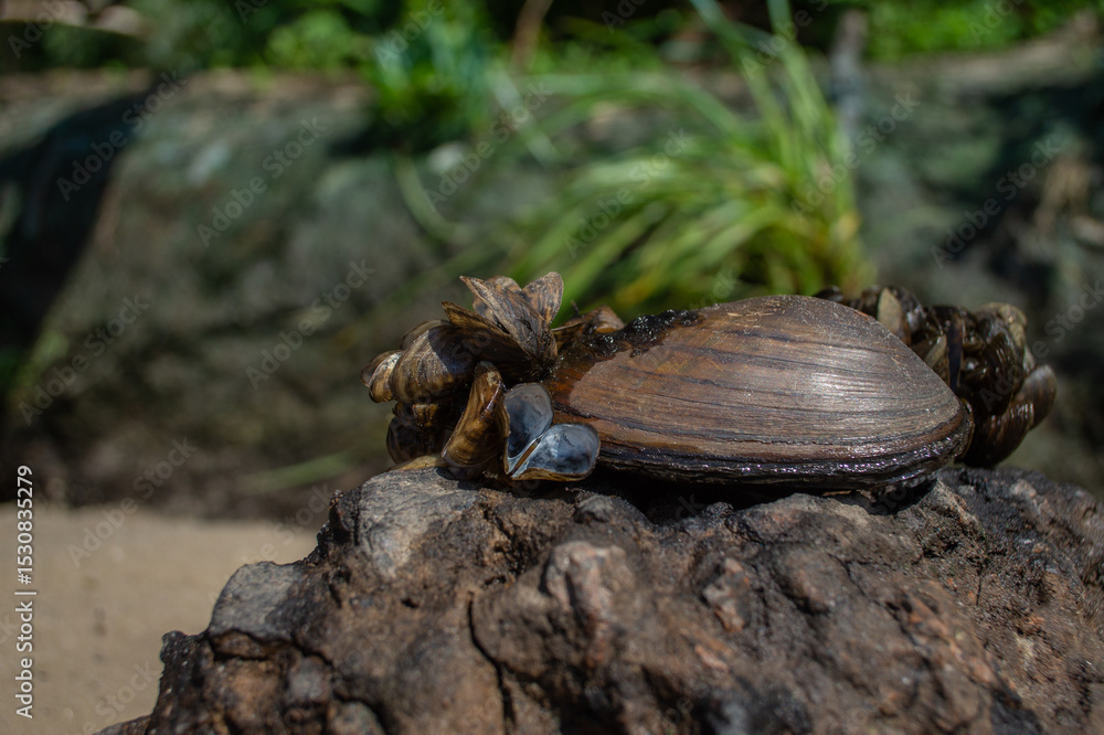 Fototapeta premium Lake Shore Treasures – Shells in Natural Surroundings