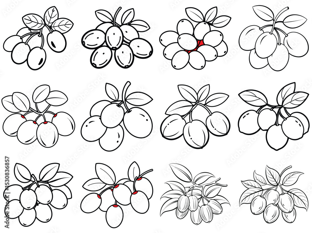 Jujube fruit outline vector illustration isolated on white background. Jujube fruit outline vector illustration isolated on white background.