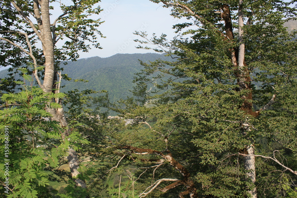 Obraz premium pine trees in the mountains