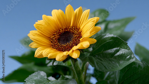 Vibrant Sunflower Against Blue Background