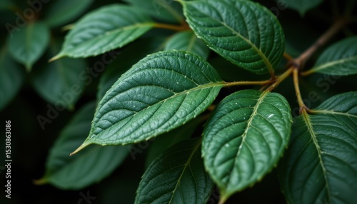 Lush Green Leaves Close Up Detailed Texture of Vibrant Foliage plant nature