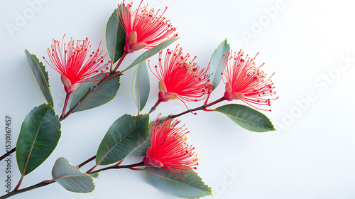 Ohi'a Lehua Flowers on White