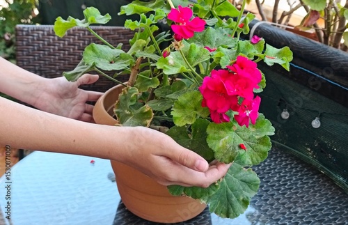 young girl take care blossom flower in pot in the balcony