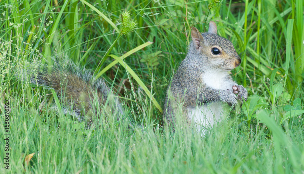 Obraz premium squirrel in the grass
