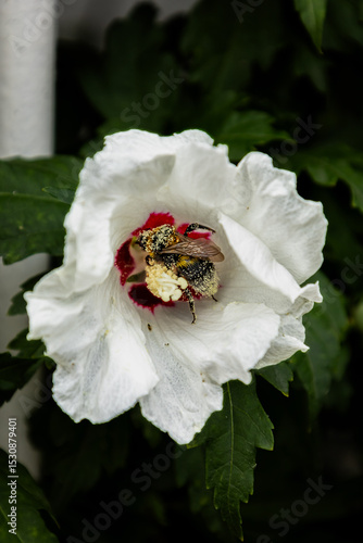wedding rings on a rose