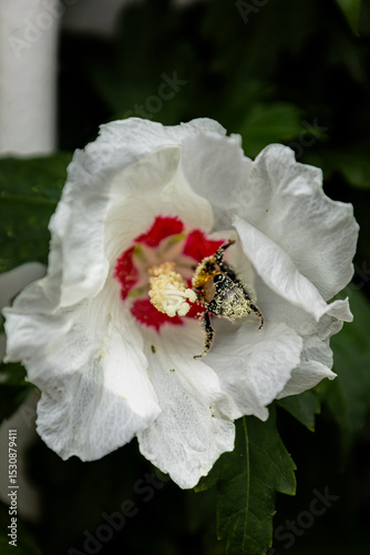 bee on a flower