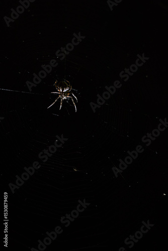 spider on the web