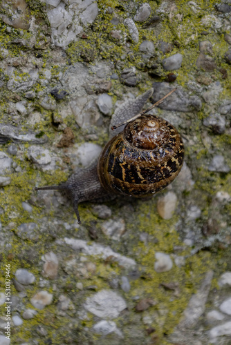 snail on a stone