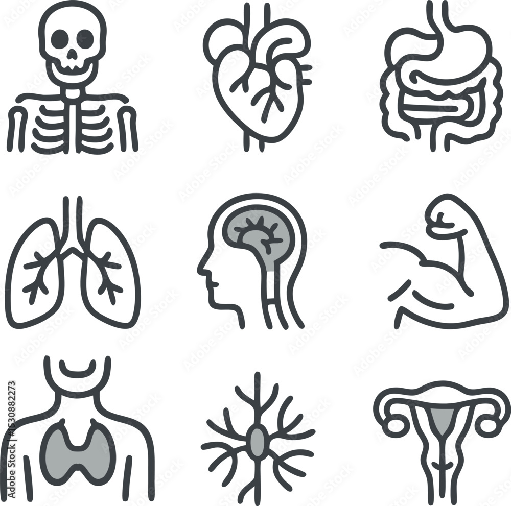 Human Anatomy Icon Set Human Anatomy Icon Set