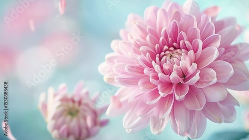 beautiful pink chrysanthemum