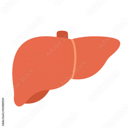 medical icon liver on white background vector
Vector medical icon on white background