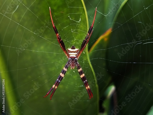 argiope anasuja spider on web