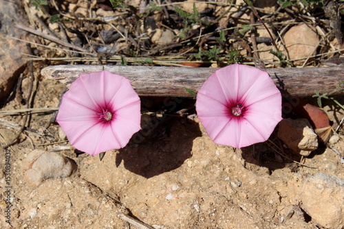 rosa Winde auf Mallorca Spanien 