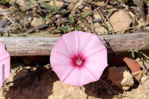rosa Winde auf Mallorca Spanien 