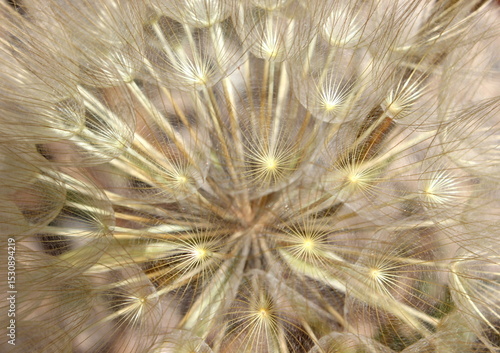 großer Bocksbart, Tragopogon dubius, Pusteblume Nahaufnahme