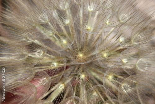 großer Bocksbart, Tragopogon dubius, Pusteblume Nahaufnahme