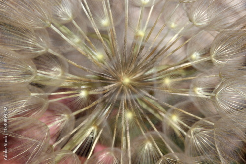 großer Bocksbart, Tragopogon dubius, Pusteblume Nahaufnahme