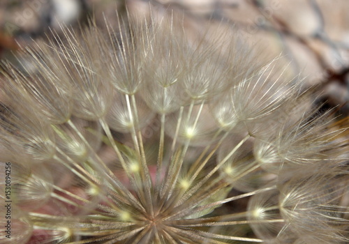 großer Bocksbart, Tragopogon dubius, Pusteblume Nahaufnahme