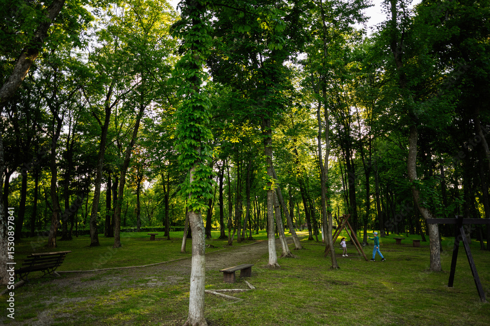 Naklejka premium Peaceful park with walking paths surrounded by lush green trees and vegetation