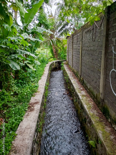 Narrow Urban Alleyway with Graffiti Walls and Tropical Banana Plants