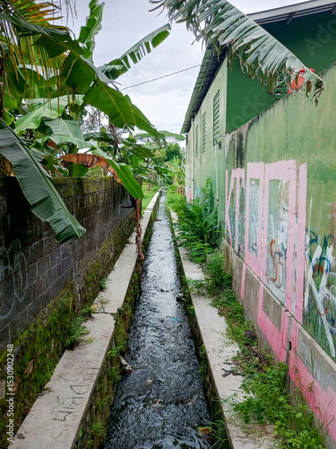 Narrow Urban Alleyway with Graffiti Walls and Tropical Banana Plants