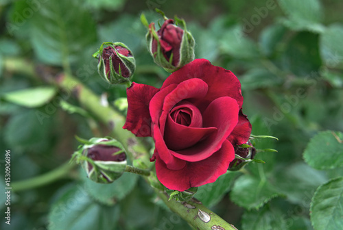 Burgundy rose flower and unopened buds close up