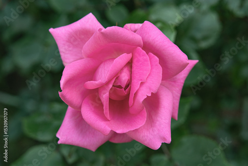 Pink rose flower on a green blurred background