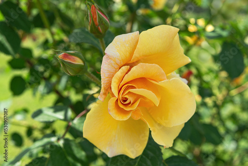 Yellow rose flower and unopened buds on a green blurred background