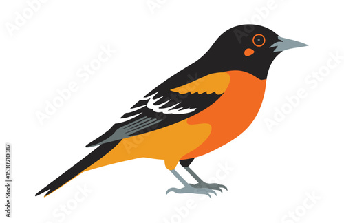 "The Oriole’s Charm: A Vector Celebration of Beauty"

