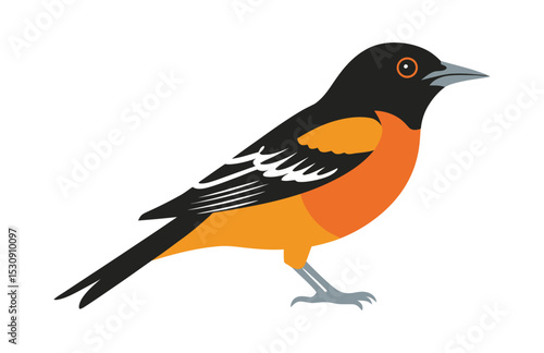 "The Oriole’s Charm: A Vector Celebration of Beauty"

