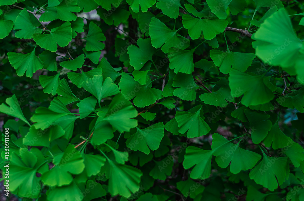 Bright branches of ginkgo biloba with fresh light green leaves. Medicinal plant. Tea for depression with ginkgo biloba. Bright branches of ginkgo biloba with fresh light green leaves. Medicinal plant. Tea for depression with ginkgo biloba.