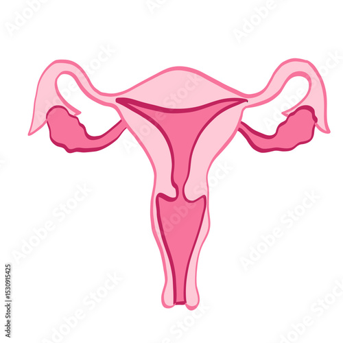 uterus en période neutre en couleur