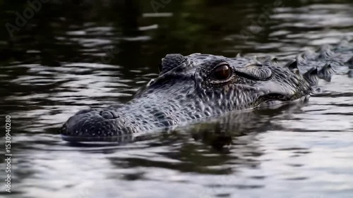 Dark crocodile in water