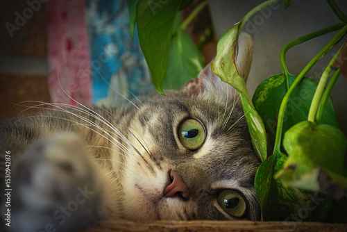 my cat ubunta in relax on the balcony