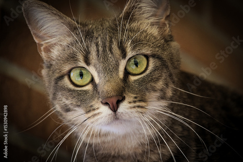 my cat ubunta in relax on the balcony