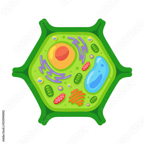 Colorful vector illustration of a plant cell showing various organelles, ideal for educational and scientific purposes.