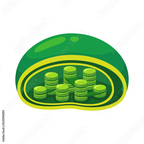 Chloroplast organelle anatomy for education.Structure of chloroplast in plant cells or leaf.
