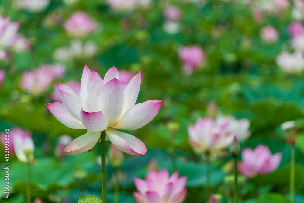広がる蓮の花と葉の群生風景 広がる蓮の花と葉の群生風景