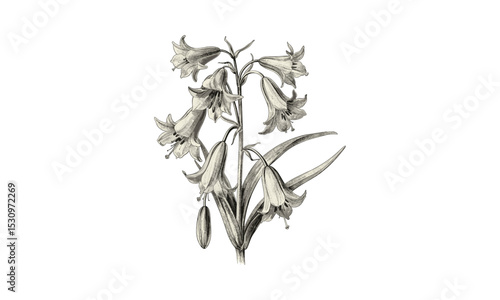 Engraving Vintage Illustration of Common Bluebell Scilla Nutans Flowers, Botanical Art, Hand-drawn Floral Design, Spring Plants, Nature Illustration, Vector Illustration.