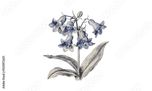 Vintage Engraving of Common Bluebell Scilla Nutans Flowers, Floral Art, Botanical Design, Nature Illustration, Hand-drawn, Spring Flowers, Vector Illustration.