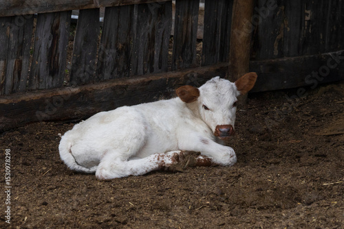 Rural scene of a small white baby calf lying down and curled up on the dirt next to a wooden fence.