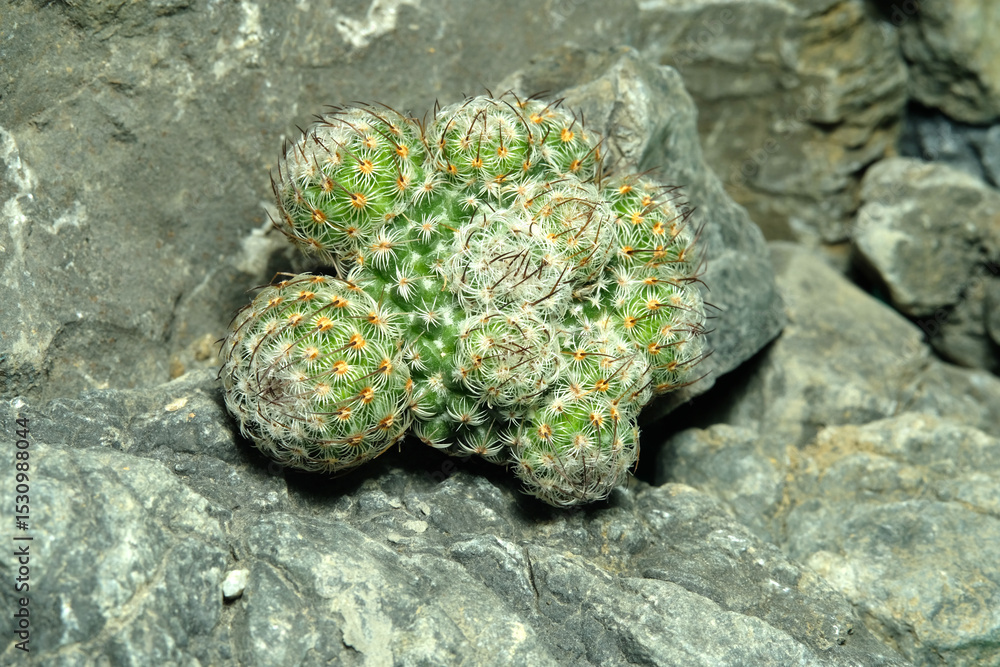 Obraz premium Close up Mammillaria dealbata on artificial habitat, live at rock cliff crevice stone surface