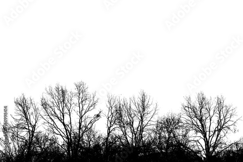 sagome nere di alberi spogli in campagna, in periodo invernale, scontornati su sfondo trasparente