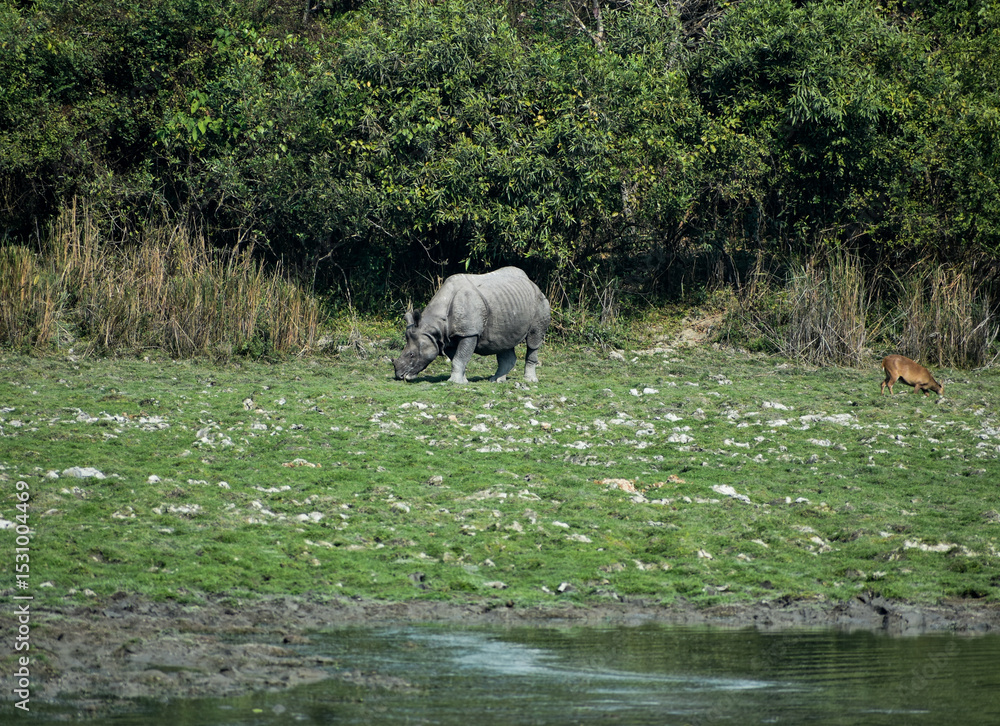 Fototapeta premium Indian rhinoceros grazing in lush green field