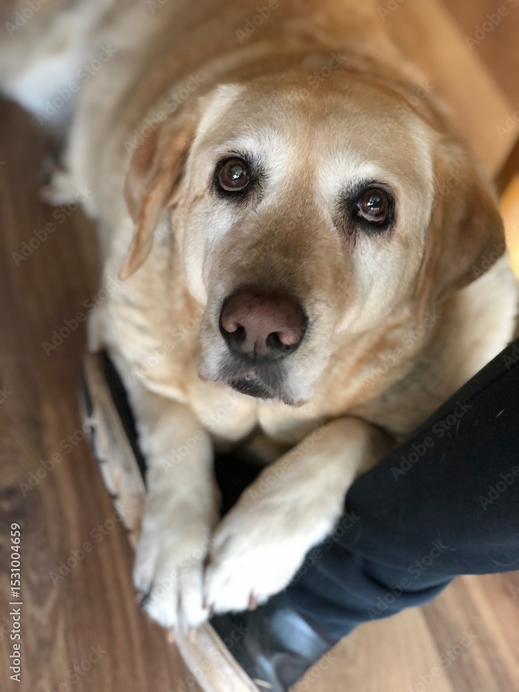 Labrador dog looking with pleading eyes at a person Labrador dog looking with pleading eyes at a person
